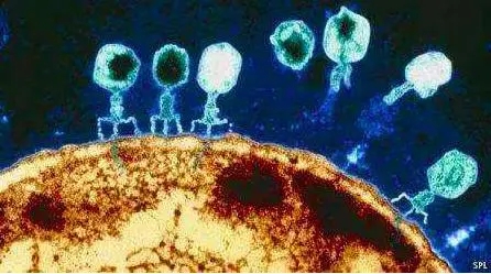 噬菌体侵染细胞