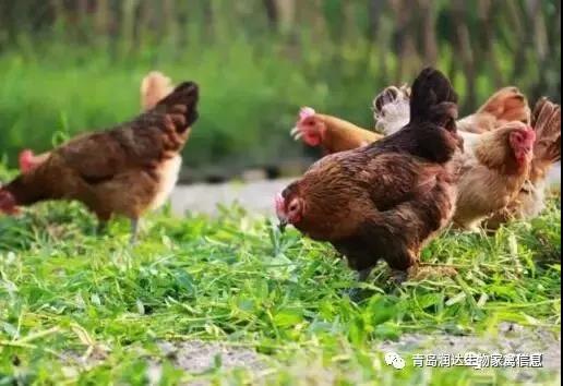 夏季用青绿饲料喂鸡要注意什么