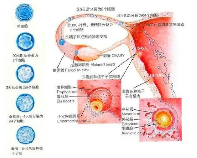 ERV作用