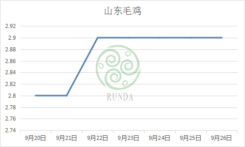 山东毛鸡行情