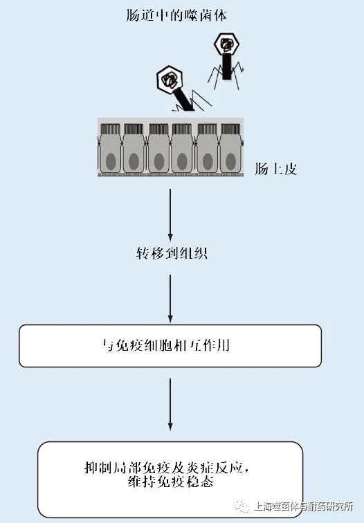 肠道噬菌体在维持免疫稳态中的潜在作用