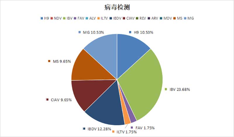 白羽肉鸡主要病毒性病原检出情况