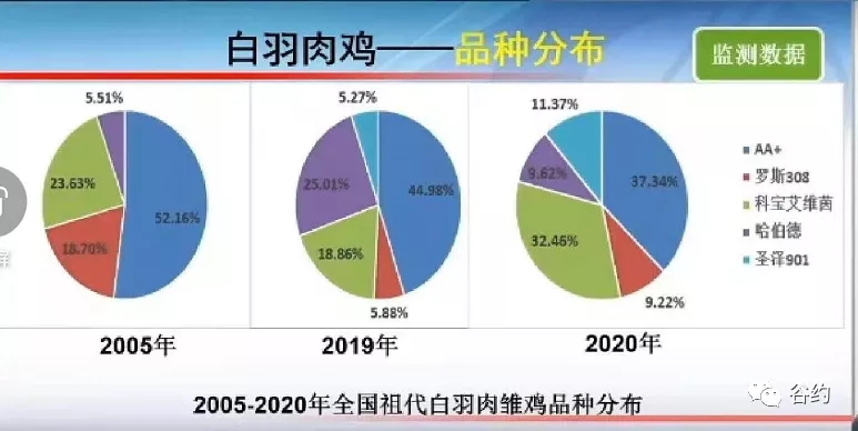 祖代白羽肉雏鸡品种分布