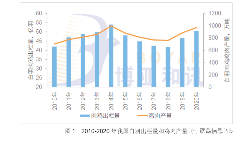 白羽肉鸡出栏量