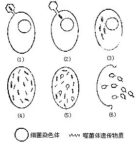 噬菌体