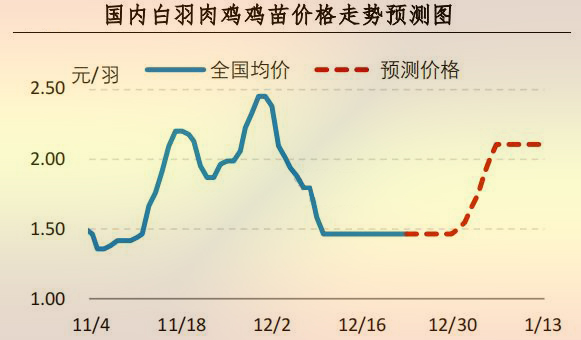 白羽肉鸡鸡苗