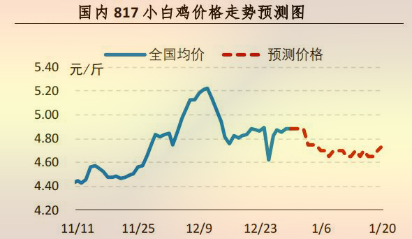 817小白鸡