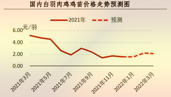 白羽肉鸡苗