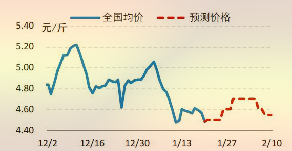 817小白鸡