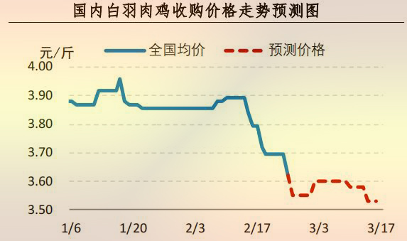 白羽肉鸡