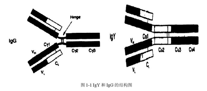 口服精制卵黄抗体在家禽养殖中的应用原理