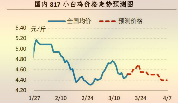 817小白鸡