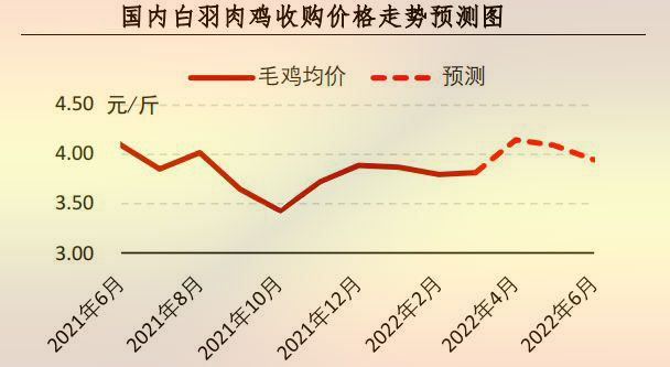 白羽肉鸡