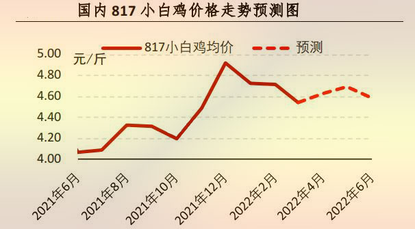 817小白鸡