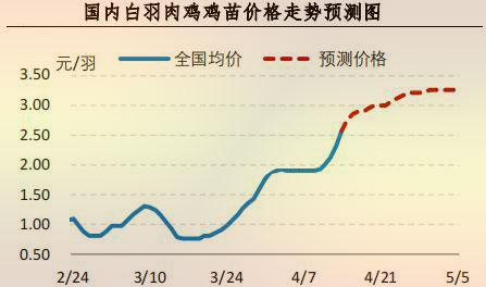 白羽肉鸡鸡苗