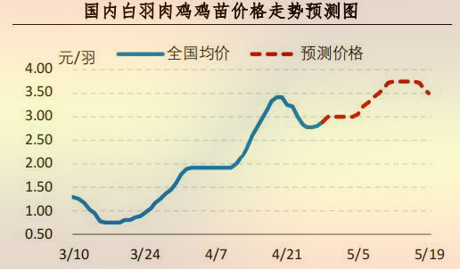 白羽肉鸡鸡苗