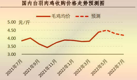 白羽肉鸡