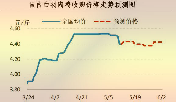 白羽肉鸡