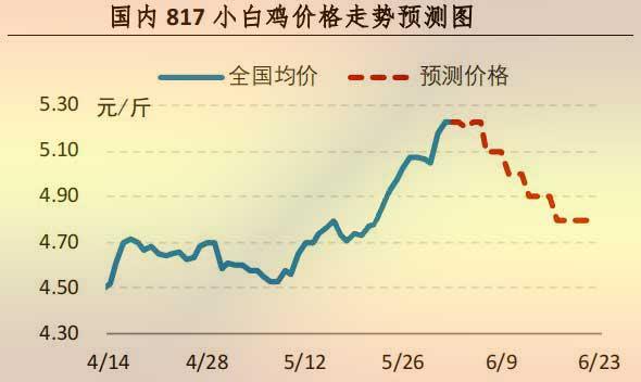 817小白鸡