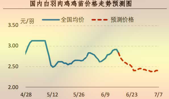 白羽肉鸡鸡苗