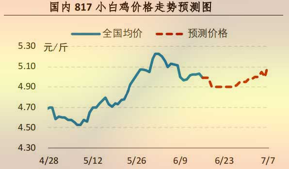 817小白鸡