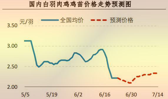 白羽肉鸡鸡苗