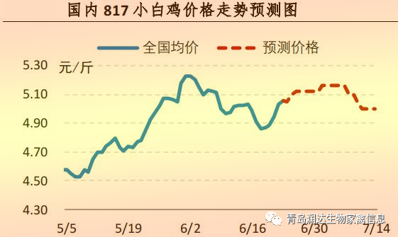 817小白鸡