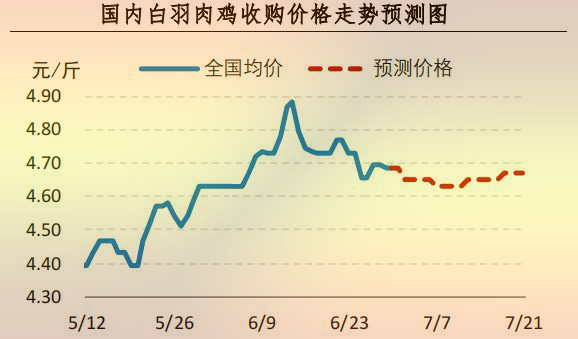 白羽肉鸡