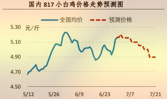 817小白鸡