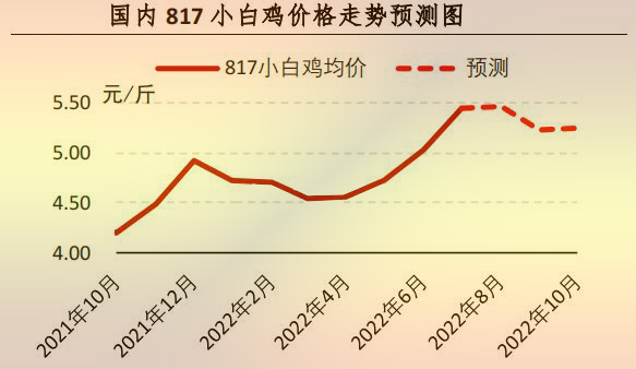 817小白鸡