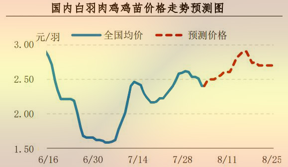 白羽肉鸡鸡苗