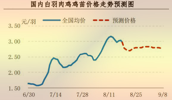 白羽肉鸡鸡苗