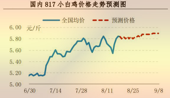 817小白鸡