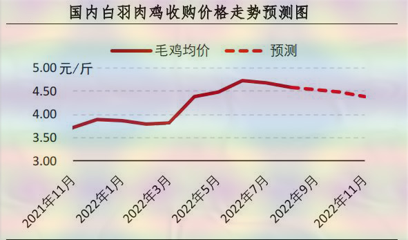 白羽肉鸡