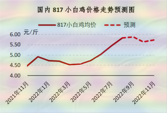 817小白鸡