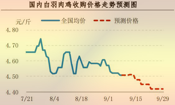 白羽肉鸡