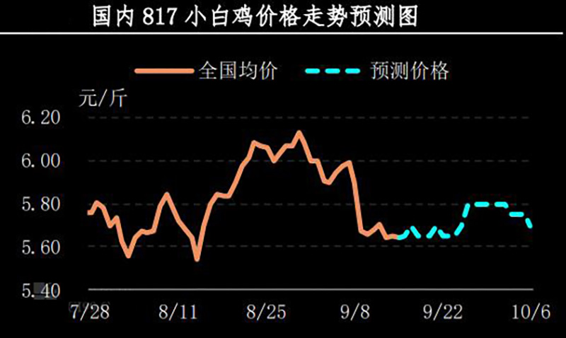 817小白鸡