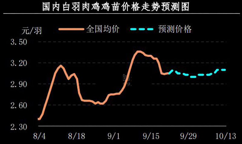 白羽肉鸡鸡苗