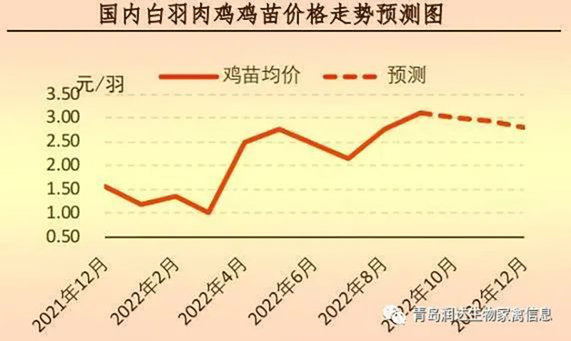 白羽肉鸡苗