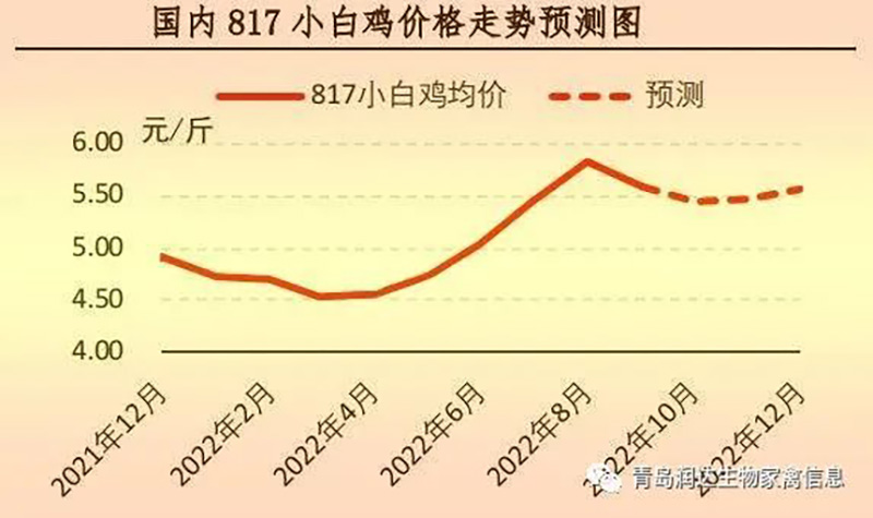 817小白鸡