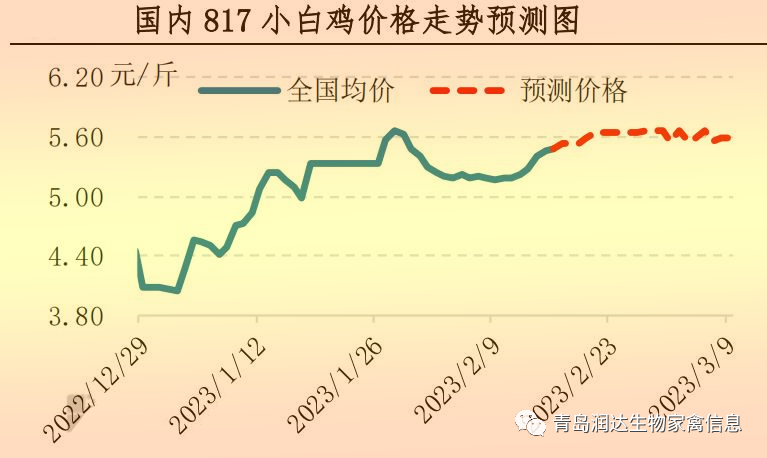 肉鸡市场行情汇总