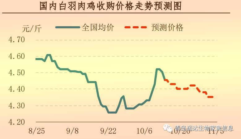 白羽肉鸡