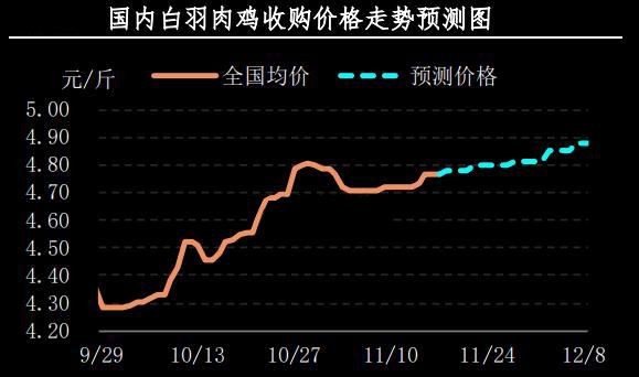 白羽肉鸡