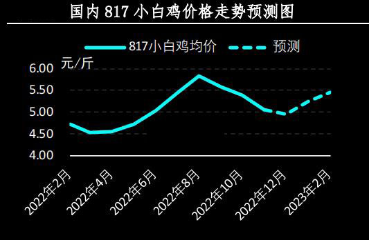 817小白鸡